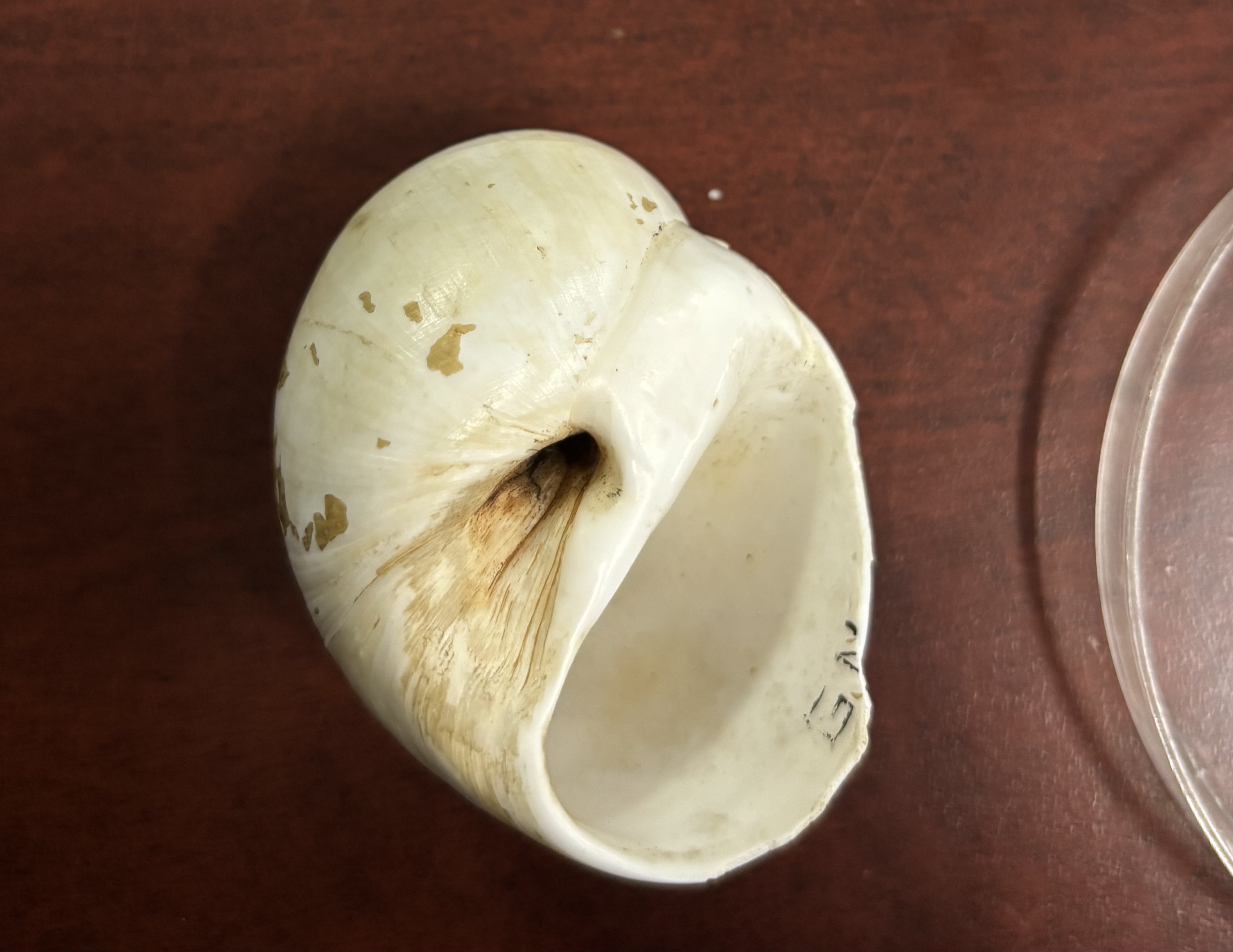 <p><strong>FILO<br>CLASE</strong><br><strong>SUBCLASE</strong><br><strong>ORDEN</strong><br><strong>FAMILIA</strong><br><strong>GÉNERO</strong><br><strong>NOMBRE COMÚN<br>CARACTERÍSTICAS</strong><br><strong>RÁDULA<br>ALIMENTACIÓN <br>HÁBITAT</strong></p>