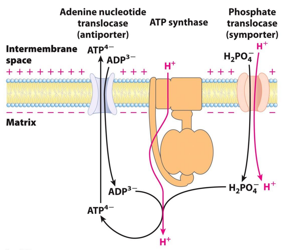 <p>What happens to the ATP that is synthesized?</p>