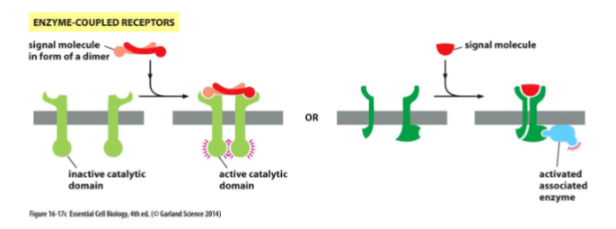 <p>Transmembrane proteins that either:</p><p>1. act as enzymes themselves or</p><p>2. associate with another protein that acts as an enzyme</p><p>• Responses can be fast (eg. reconfigurations of the cytoskeleton) slow (eg. result in</p><p>changes in gene expression) </p>