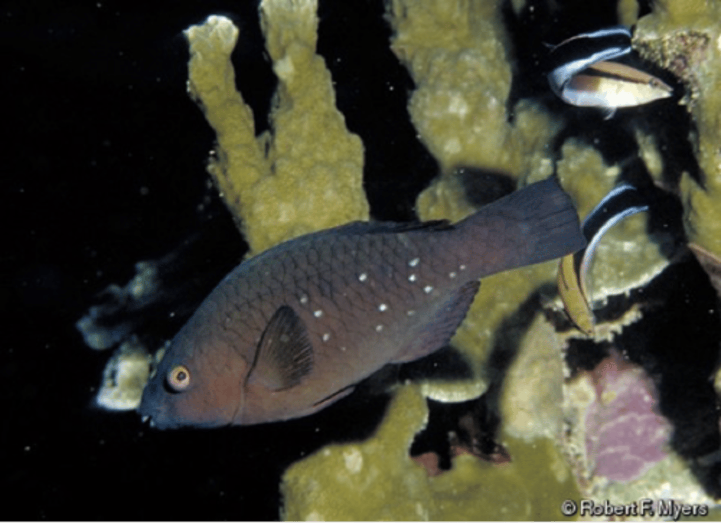 <p>Scarus alyipinnis</p>