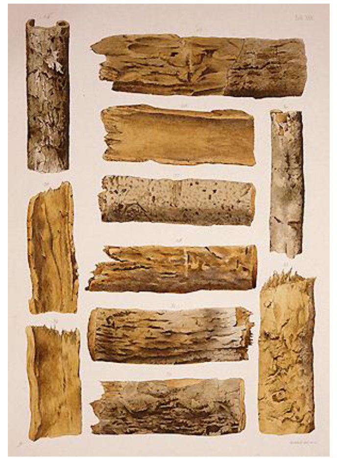 <ul><li><p>1630 – PERUVIAN (CINCHONA) BARK TO TREAT MALARIA</p></li><li><p>Bark contained <span style="color: rgb(3, 252, 66);"><strong>Quinine</strong></span></p></li></ul><p></p>