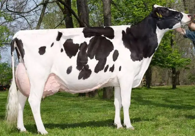 <p>The most popular dairy cattle breed </p><p>Large, black-and-white spotted </p><p>High quantity of milk</p>