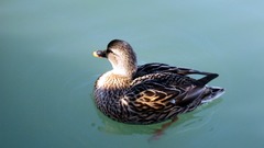 <p>Duck</p>
