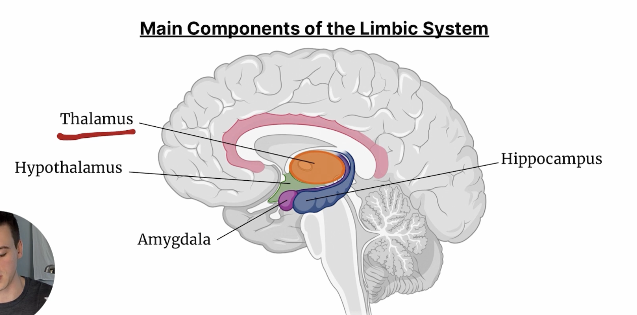 <p>Brain’s relay center, relaying sensory and motor signals from the body to the brain, between the cerebrum and the midbrain </p>