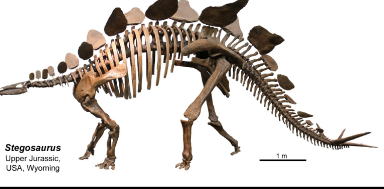 <ul><li><p>upper jurassic </p></li><li><p>USA, Wyoming </p></li></ul><p></p>