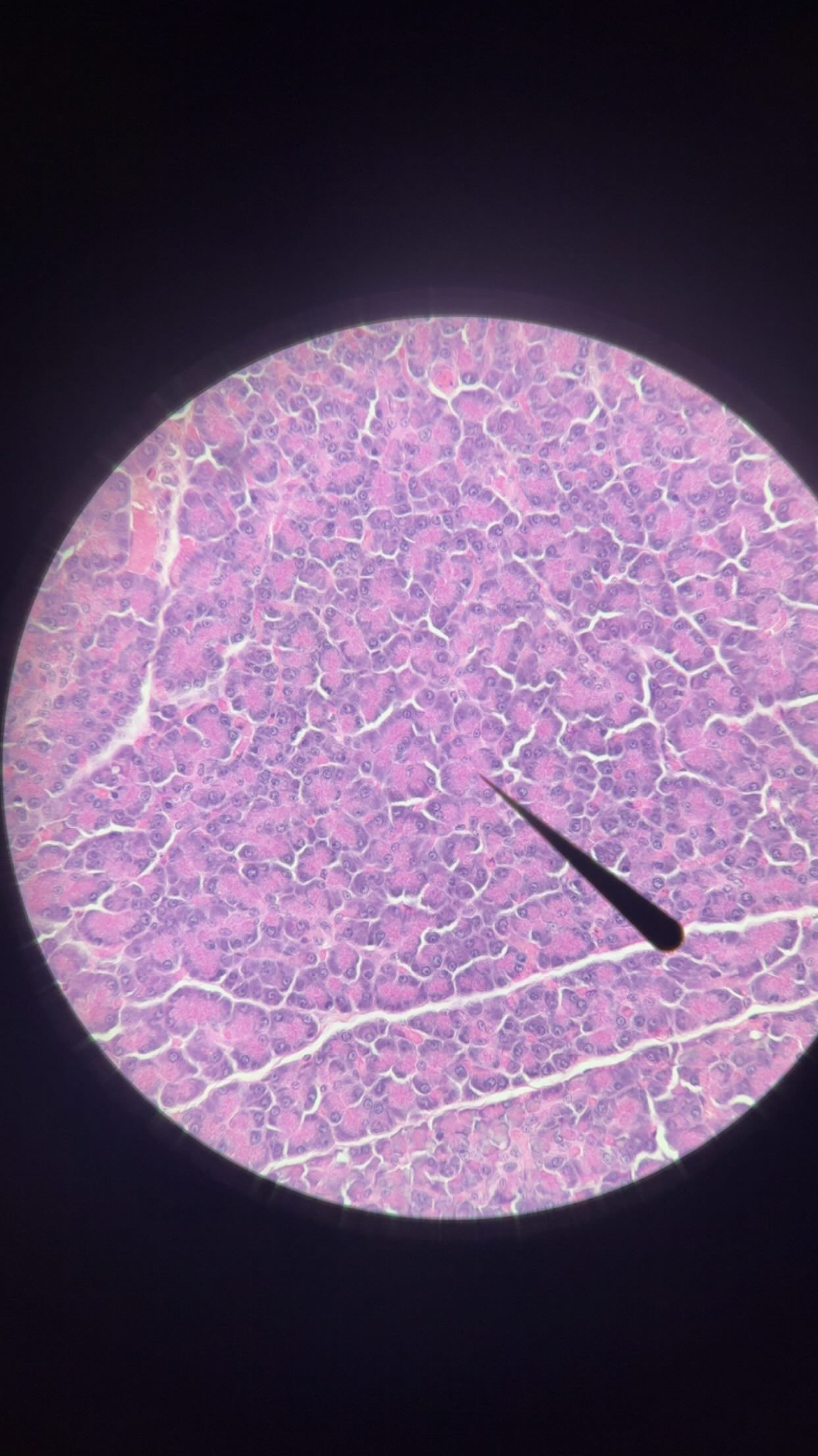 <p>Aciniar (acini) cells function</p>