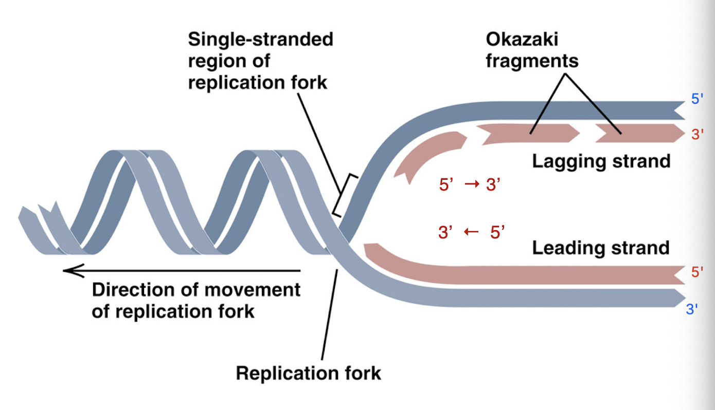 <p><strong>leading strand</strong>: moves towards the replication fork and is synthesized continuously in one large fragment</p><ul><li><p>3’ strand of the template strand- DNA can just be added to the new strand easily</p></li></ul><p><strong>lagging strand</strong>: moves away from the replication fork and is synthesized in many, smaller Okazaki fragments (which are glued together by ligase)</p><ul><li><p>must add to 3’ of template strand, which is the side of the strand the replication fork is moving towards</p></li></ul><p></p>