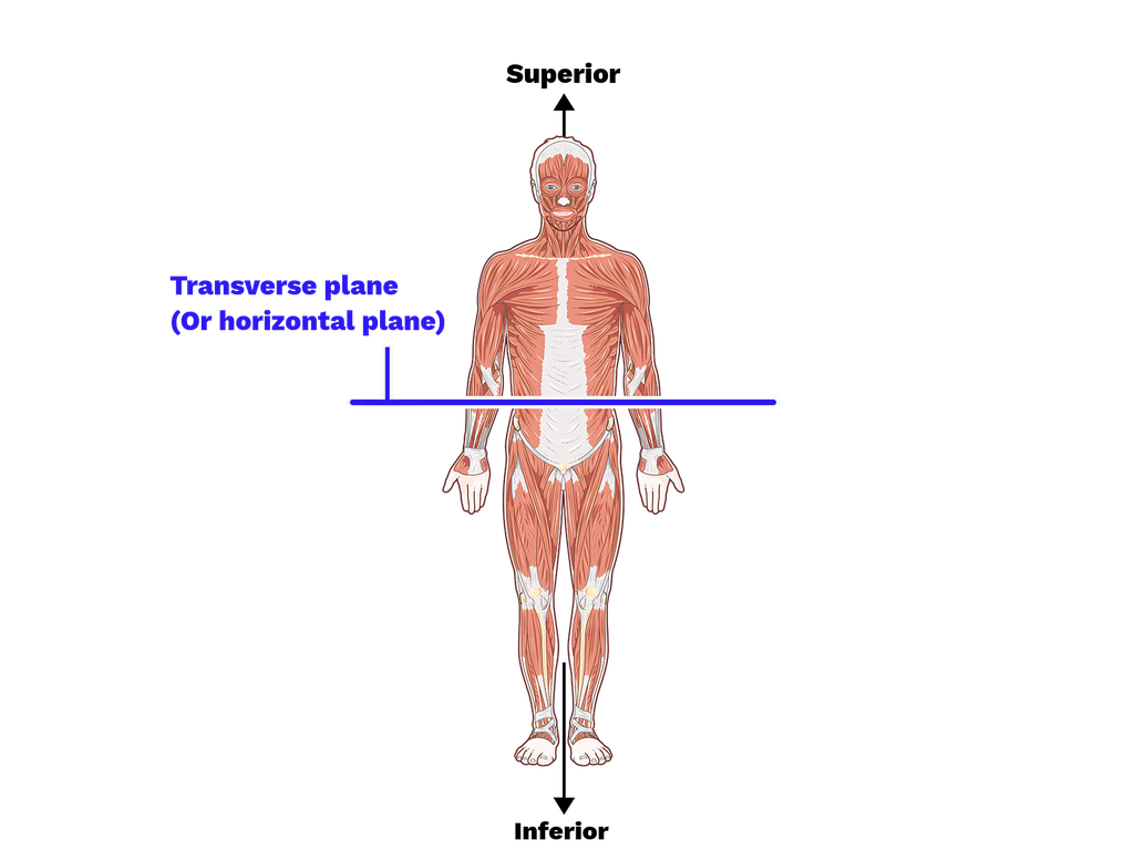 <p>horizontal plane that separates the superior (top) &amp; inferior (bottom) parts of the body </p>