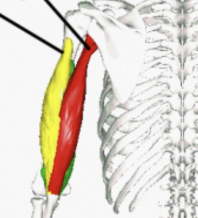 <p>name the muscles</p>