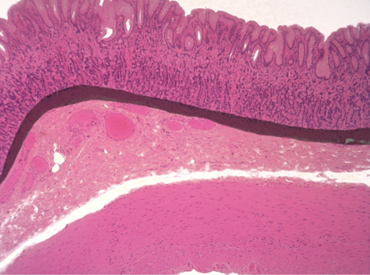 <p>what is this structure?</p>