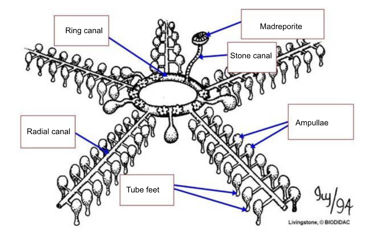 <ul><li><p><span>A Hydraulic network of fluid-filled canals and appendages used for locomotion, feeding, and gas exchange</span></p></li></ul><ul><li><p><span>Madreporite → stone canal → ring canal → radial canals → lateral canals → ampullae → contracts podia (tube feet)</span></p></li></ul><p></p>