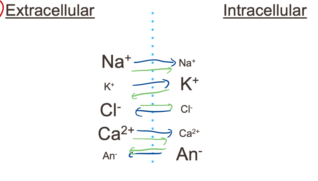 <p>Explain the logic behind diagram</p><p>Electrostatic force - blue</p><p>Concentration gradient - green</p>
