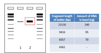 <p><span style="background-color: transparent;"><strong>Gel Electrophoresis Example: </strong>How much DNA (in ng) is in “2” band? If you added 3µl of a DNA stock to the “2” tube, what is the concentration of the DNA stock (in ng/µl)?<strong> </strong></span></p><p><span style="background-color: transparent;">(Lecture #5-6 Questions)</span></p>
