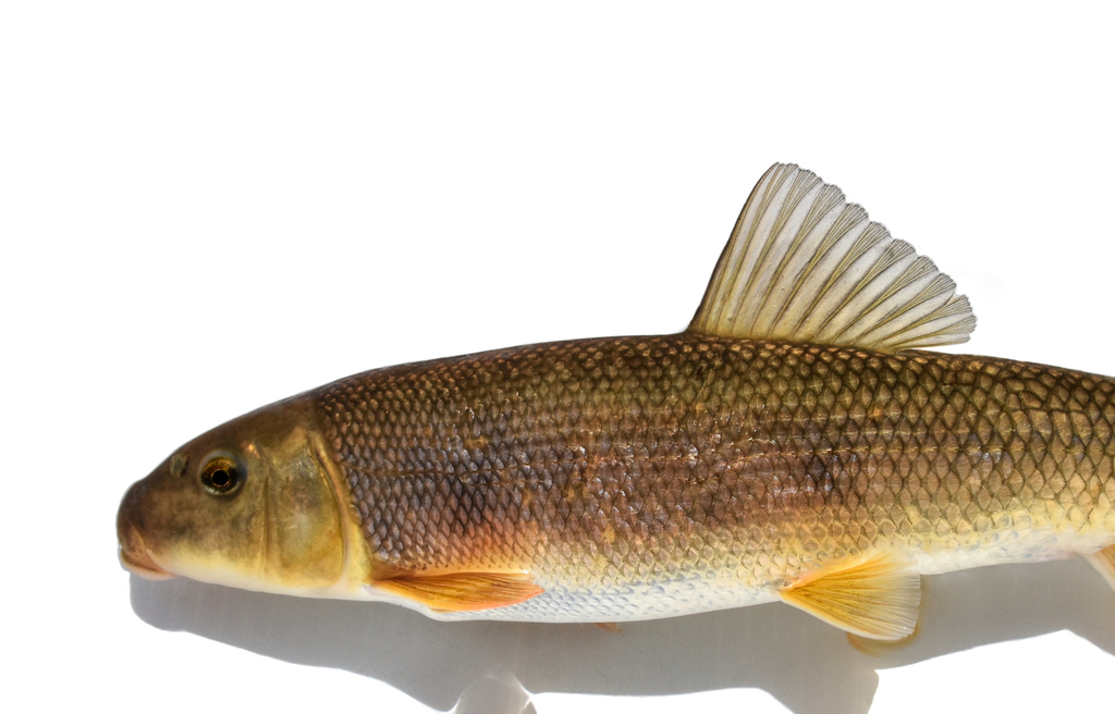 <p>Catostomidae</p><p>Catostomus commersonii (White sucker)</p>