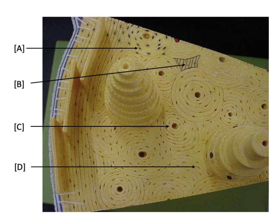 <p>B “Layer” ?</p>