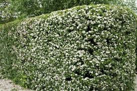 <p>“The hedge (of hawthorns) formed <em>as it were</em> a series of chapels, which disappeared under the strewn mass of their flower, <span style="font-family: Calibri, sans-serif;">heaped up like a reposoir.” </span> An architectural metaphor: each section of flowering bush looks like a little chapel or shrine. The blossoms are so abundant they almost hide the structure of the hedge. <span style="font-family: Calibri, sans-serif;">The hawthorn flowers are piled like offerings on a sacred altar.</span></p>