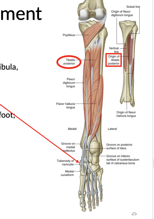 <p>O: proximal ½ of posterior tibia and fibula, interosseous membrane</p><p>I: navicular tuberosity and medial cuneiform</p><p>A: PF and inversion of foot, dynamic foot arch support</p>