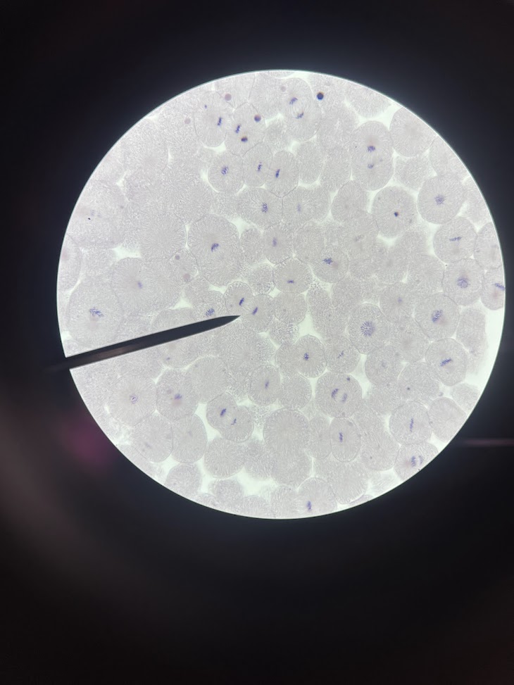 <p>stage of cell cycle</p>