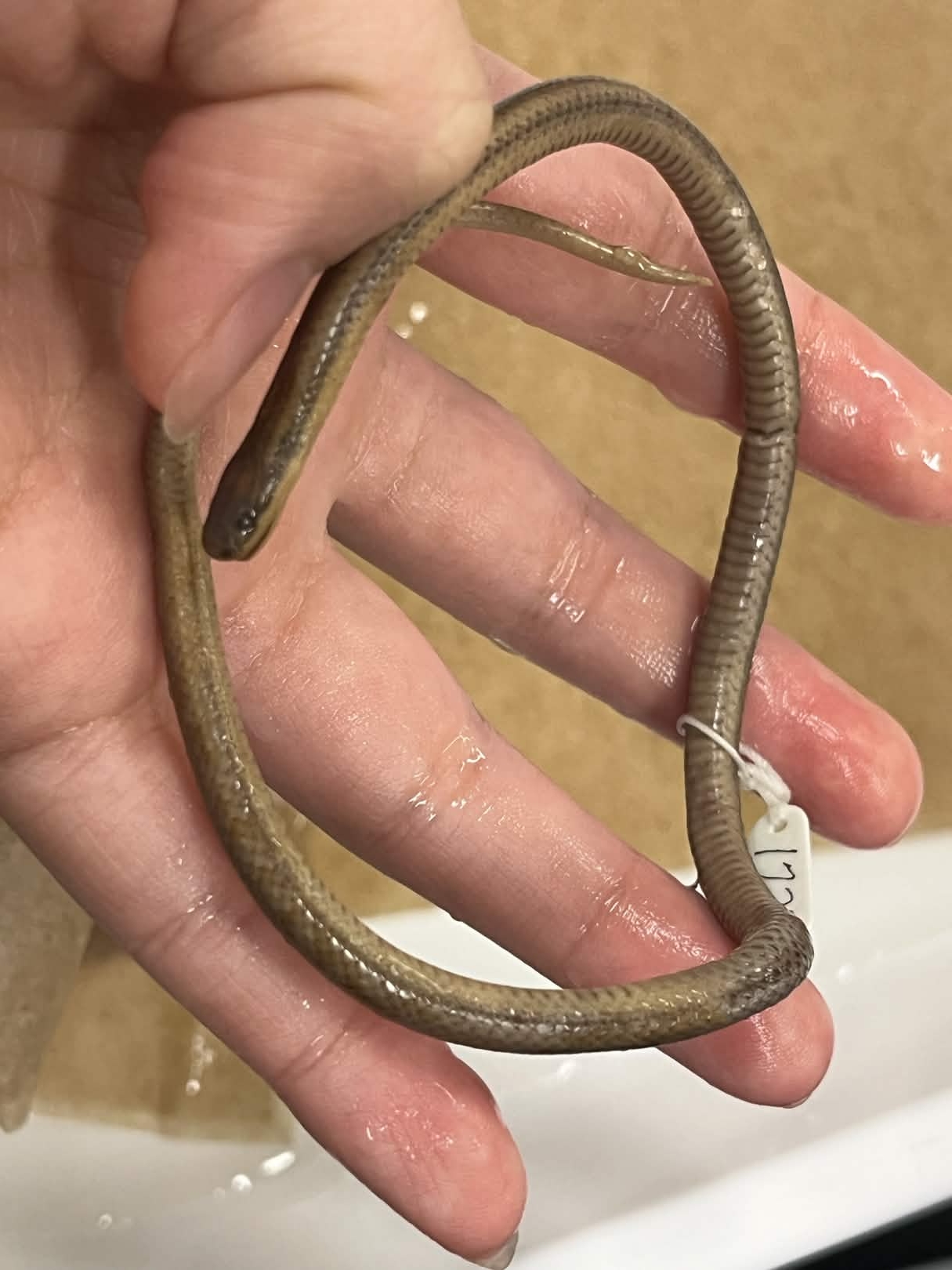 <p>Infraorder + Superfamily + Family + Scientific name?<br>- black white bars on ventral<br>- sharp spine</p>