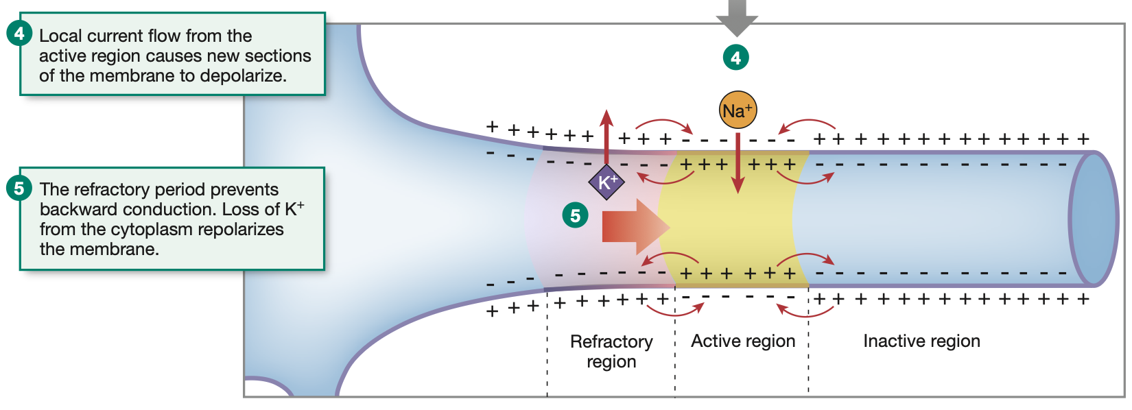 <ol><li><p>Action potentials are triggered by voltage-gated Na+ ion channels opening</p></li><li><p>Voltage-gated ion channels are triggered by disturbances in the surrounding cell membrane potential. (change comes from the rushing in of Na+ from said gates opening)</p></li><li><p>Hence, when an action potential begins in the axon hillock, the <strong>depolarisation travels down the axon</strong> due to <strong>neighbouring voltage-gated Na+ channels</strong>.</p></li><li><p>Much like a <strong><mark data-color="blue" style="background-color: blue; color: inherit;">ripple</mark></strong> on a lake</p></li><li><p>However, the ripple (action potential) does not travel backwards due to the previous section of the axon being in the <strong>refractory stages</strong>.</p></li><li><p>Hence, the axon potential shoots down the axon, towards the axon terminal.</p></li></ol><p></p><p>In skeletal muscle cells/fibres, action potentials are recieved and propagated along the sarcolemma a true ‘<strong><mark data-color="blue" style="background-color: blue; color: inherit;">ripple</mark></strong>’ fashion.</p>