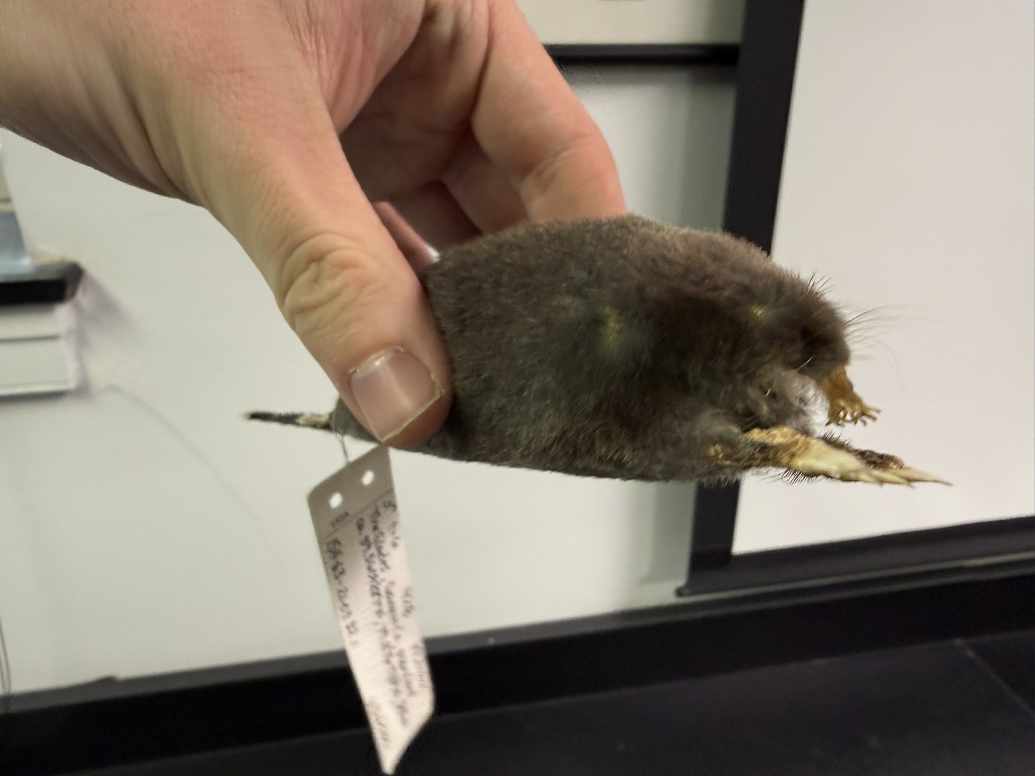 <p>What is the name and taxonomy of the species?</p>