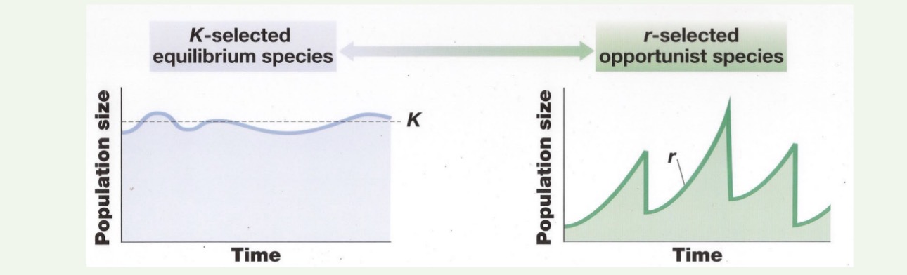 <p>Can you list several examples of </p><p>differences between </p><p>“r” </p><p>versus </p><p>“K” </p><p>strategists???</p>