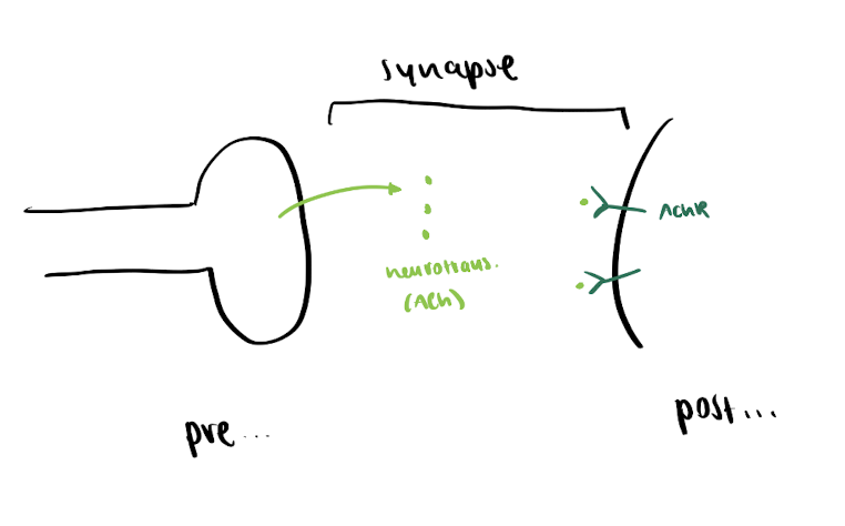<p>= how neurons send signals to adjacent cells </p><p></p><p></p><p><u>Chemical Synapses</u> = export of a chemical (neurotransmitter)</p><ul><li><p>neuron → neuron <u>or</u> neuron → muscle cell</p></li></ul><img src="https://assets.knowt.com/user-attachments/9cecea49-3404-4519-8e7c-e6936dbbea2b.png" data-width="25%" data-align="center"><p></p><p>Components: </p><ol><li><p>neurotransmitters = small organic molecules (signal molecules)</p></li></ol><p>       ex. acetylcholine (ACh)</p><ol start="2"><li><p>neurotransmitter receptors = most are ion channels</p></li></ol><ul><li><p>transmembrane w multiple alpha-helices  </p></li></ul><p>       ex. acetylcholine receptor (AChR) - a sodium channel </p><img src="https://assets.knowt.com/user-attachments/c41d6306-f1a0-437b-9cdd-424a0a6e7e48.png" data-width="25%" data-align="center"><img src="https://assets.knowt.com/user-attachments/c34a16db-1d35-4321-98cf-fd45d34b167c.png" data-width="25%" data-align="center"><p></p>