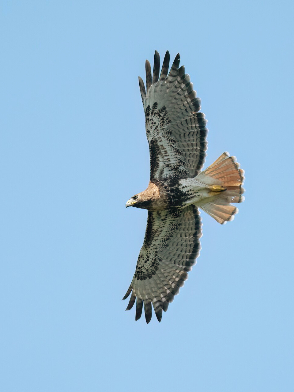 <p>What vertebrate is this?</p>