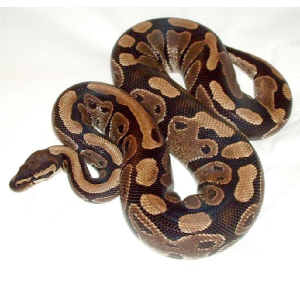 <p>name this animal</p>