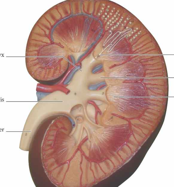 <p>word bank</p><p></p><p>ureter</p><p>collecting duct</p><p>major calyx</p><p>renal pelvis</p><p>renal papilla</p><p>minor calyx</p>