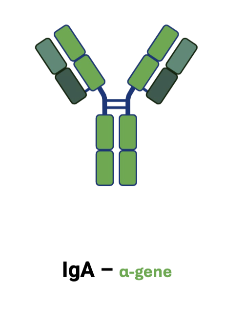 <p>IgA</p>