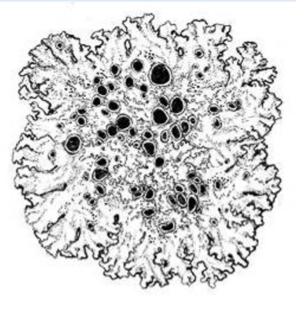 <p>more leaf-like, and their edges generally curl away from the substrate.</p><p>They are typically found growing on the trunks or branches of trees.</p><p></p>