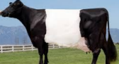 <p>Dutch belted </p>