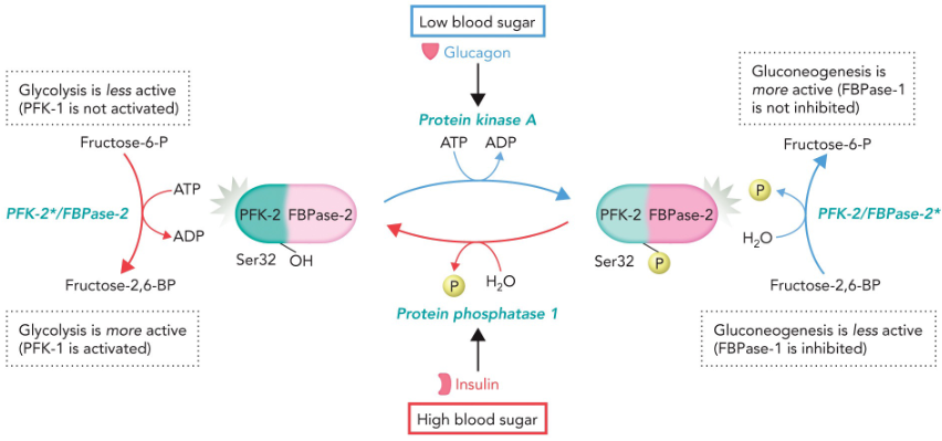 <p>low blood sugar → glucagon → PKA → PFK-2 ON &amp; FBPase-2 OFF</p><p>high blood sugar → insulin → PP1 → PFK-2 OFF &amp; FBPase-2 ON</p>