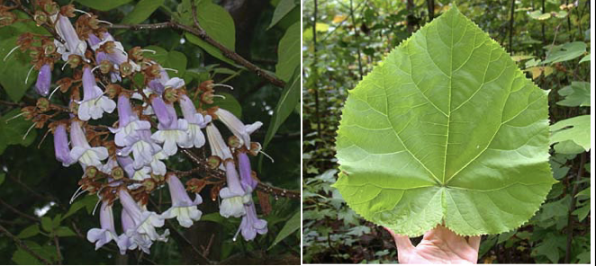 <p>Family<br>Genus<br>Species<br>Common Name</p>