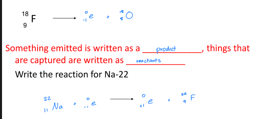 <ul><li><p>in a proton-rich nucleus, an e+ from one of the quarks can be flung out, causing a proton to be converted into a neutron</p></li><li><p>after this there is a better p<sup>+</sup>/n<sup>o</sup> ratio</p></li></ul><p></p>