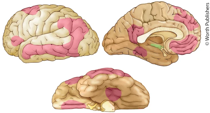 <ul><li><p>Largely supported by network in left-lateralized temporal and inferior parietal cortex</p></li></ul><ul><li><p>Subregions relatively specialized for specific object characteristics or types of knowledge</p></li></ul><p></p>