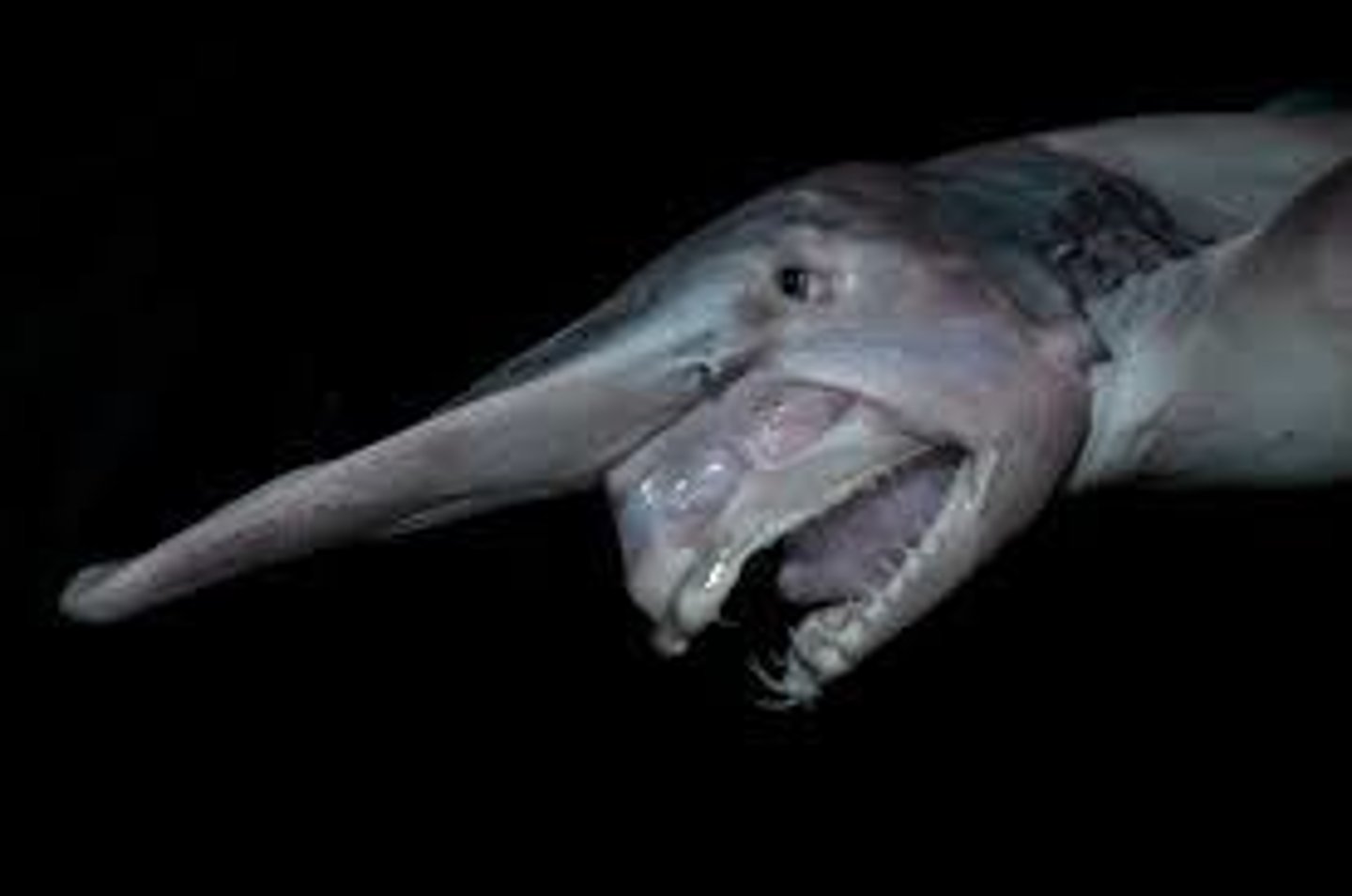 <p>The Frilled sharks are aplacental viviparous meaning the embryos emerge from the egg capsules inside the mother's uterus and survive mainly on what?</p>