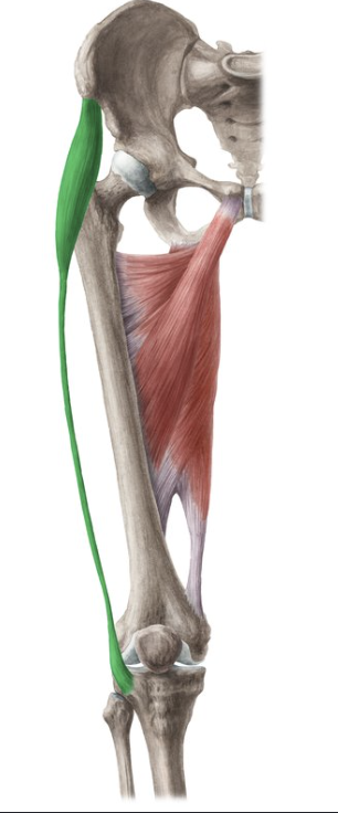 <p>Flexes hip. Abducts hip. Medially rotates hip</p>