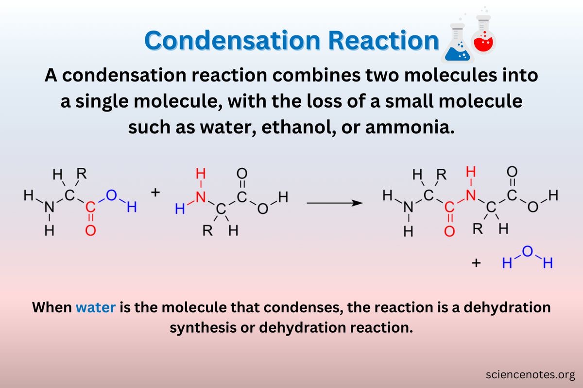 <p>A chemical reaction involves the joining together of two molecules by the removal of a water molecule.</p>