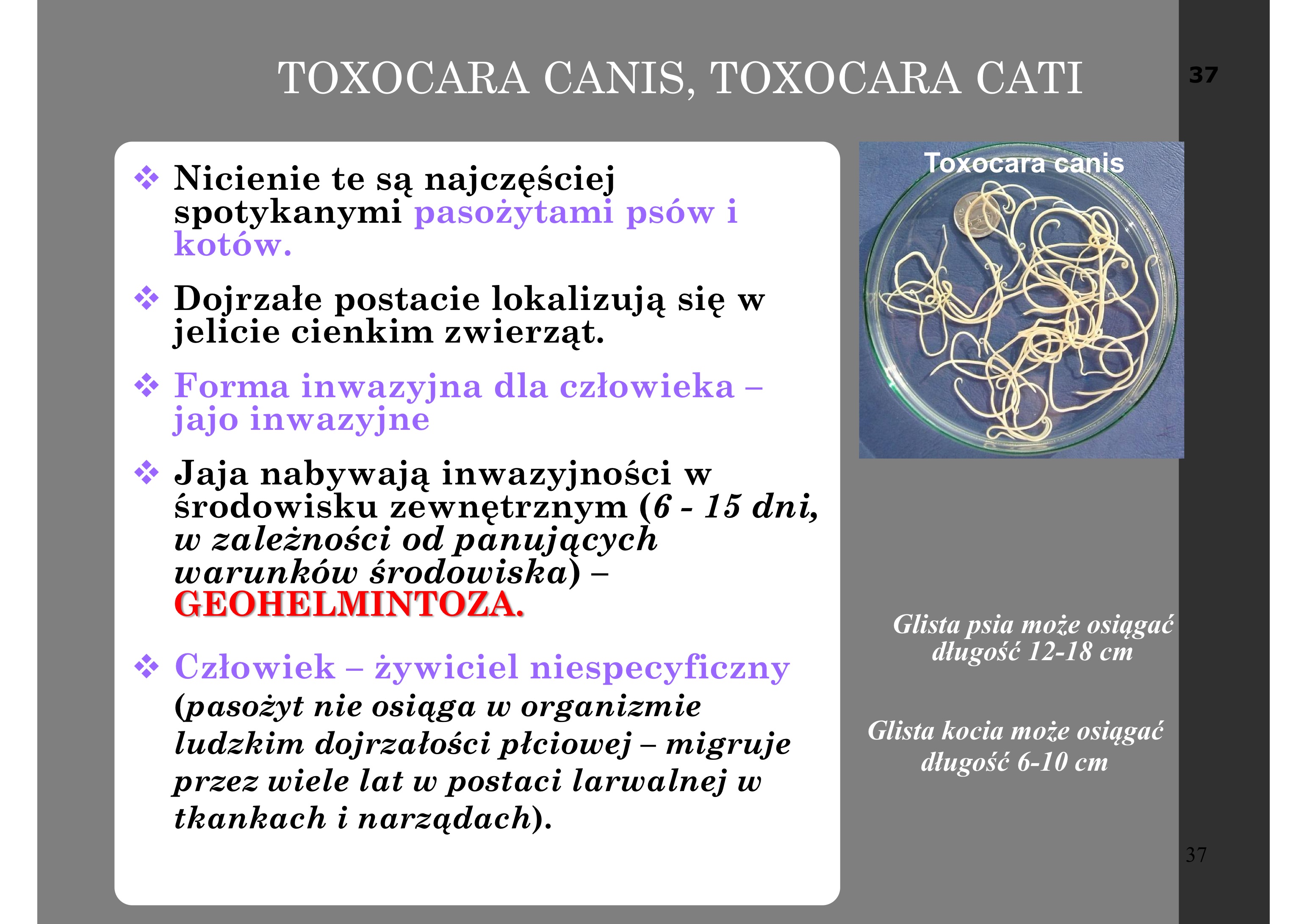 <p>inwazyjności w środowisku zewnętrznym (6 - 15 dni,</p><p>w zależności od panujących</p><p>warunków środowiska) –</p><p>GEOHELMINTOZA</p>