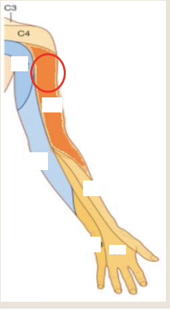 <p>limb nerve territories label</p>