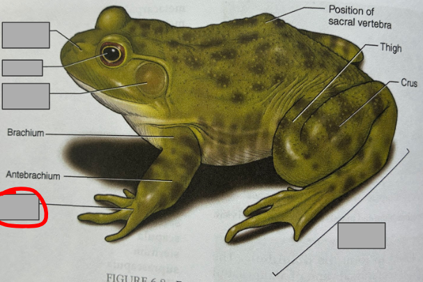 <p>What part of the organism is this?</p>