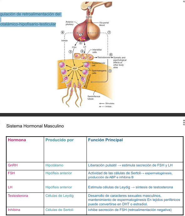 <p>Regulación de retroalimentación del eje hipotalámico-hipofisario-testicular</p><ul><li><p>Todo comienza en el hipotálamo (1), que libera la hormona GnRH (hormona liberadora de gonadotropinas) hacia la hipófisis anterior (2) a través del sistema porta hipofisario.</p></li><li><p>La GnRH estimula a la hipófisis anterior para que libere dos hormonas:</p><ul><li><p>FSH</p></li><li><p>LH</p></li></ul></li><li><p>FSH</p><ul><li><p>Actúa sobre las células de Sertoli (tmb conocidas como las células sustentaculares), que se encuentran dentro de los túbulos seminíferos- Estas:</p><ul><li><p>Sostienen y nutren a las células espermatogénicas en desarrollo</p></li><li><p>Producen ABP (androgen binding protein), que fija la testosterona y la concentra en el túbulo para favorecer la espermatogénesis</p></li></ul></li></ul></li><li><p>LH</p><ul><li><p>Actúa sobre las células intersticiales de Leydig, ubicadas fuera de los túbulos seminíferos, estimulándolas a producir testosterona (5).</p></li></ul></li><li><p>La testosterona</p><ul><li><p>Es fundamental para que ocurra la espermatogénesis en los túbulos seminíferos.</p></li><li><p>También actúa en otros tejidos del cuerpo (6), generando los efectos somáticos y psicológicos típicos del sexo masculino (como aumento de masa muscular, vello facial, líbido, etc.).</p></li></ul></li><li><p>La inhibina (8), secretada por las células de Sertoli, ejerce retroalimentación negativa sobre la FSH, ayudando a regular su producción.</p></li><li><p>Finalmente, la testosterona también ejerce retroalimentación negativa (7) sobre el hipotálamo y la hipófisis, inhibiendo la liberación de GnRH y LH cuando sus niveles son elevados.</p></li></ul><p></p>