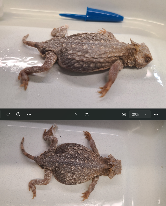 <p><span>Scientific name and distinguishing feature</span></p>