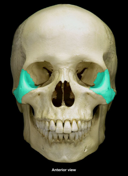 <p>What is the name of this bone?</p>