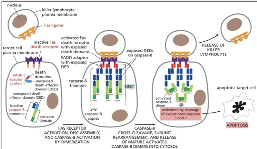 <ul><li><p>the formation of “death inducing signaling complex” (DISC) that clusters and activated caspase 8</p></li></ul><p></p>