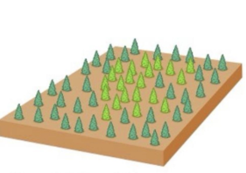 <p>According to Coyne, what is the most common cause of sympatric speciation?</p><p>A. Behavioral isolation<br>B. Sexual selection<br>C. Polyploidy<br>D. Temporal isolation<br>E. Hybrid sterility</p><p></p>