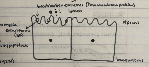 <p>1) enterokinase(a brush border transmembrane enzyme that’s active site faces the lumen of the apical side of the columnar epithelial cells in the small intestine villi- catalyzes the conversion of trypsinogen into trypsin (the active protease form). </p><p>2) The trypsin then works on chymotrypsinogen and procarboxypeptidase that are floating around in the lumen and catalyzes their conversion to chymotrypsin and carboxypeptidase (the active proteinase forms). All of these in the active state break down proteins. </p>