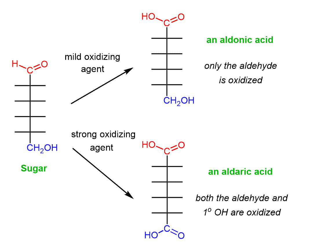 <p>Some carbohydrates can be oxidized to form carboxylic acids</p>